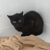 OBAMA, chat à adopter