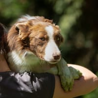 Dakota, chienne à adopter