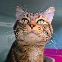 MUFFASA QCT (j'ai trouvé ma famille), chat à adopter
