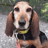 Galette, chienne à adopter