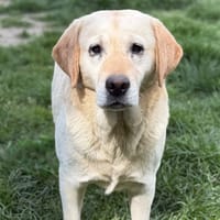 Sulki CAA15310, chien à adopter