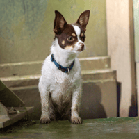 FILOU OAA20013, chien à adopter