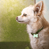 CREME OAA20014, chienne à adopter
