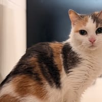 Princesse CAB5562, chatte à adopter
