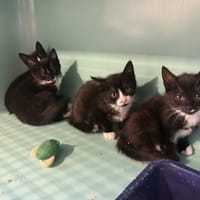 Fifi, chatte à adopter