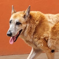 IAGO, chien à adopter