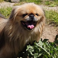 POMARD, chien à adopter