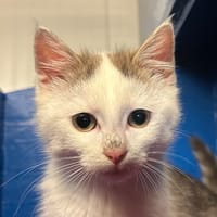 GOST [RESERVE], chat à adopter