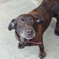 ORTHYE, chienne à adopter