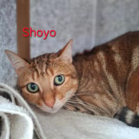Shoyo, chat à adopter