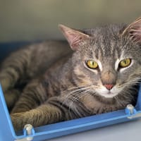 Kheops, chat à adopter