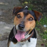 REX CHAO, chien à adopter