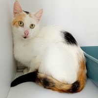 MYRTILLE, chatte à adopter