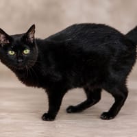 Quilbi [FIV+], chatte à adopter