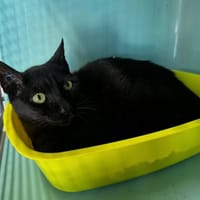 WIFI, chat à adopter
