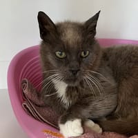 MONA, chatte à adopter