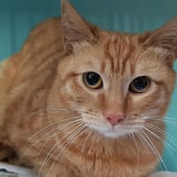 Milvus, chat à adopter