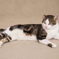 Frizz, chat à adopter