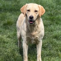 Valser CAA15315, chienne à adopter