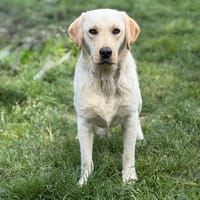 Azur CAA15311, chien à adopter