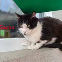 SACHA, chat à adopter
