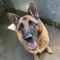HADES, chien à adopter