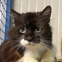 ANNILEE, chatte à adopter