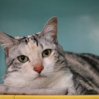 CHACHOU HAB17580, chatte à adopter