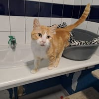 TITO, chat à adopter