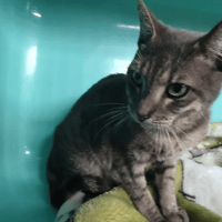 Felina, chatte à adopter