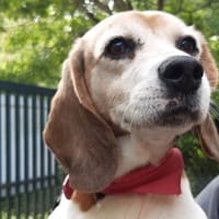 Jaimi, chienne à adopter