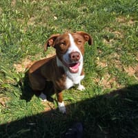 Looping, chien à adopter
