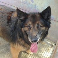 UGG, chien à adopter