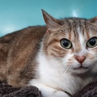 Merula, chatte à adopter