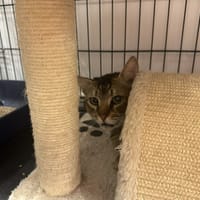 SONIC, chat à adopter