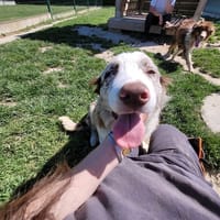 ARYA (PROMISE), chienne à adopter