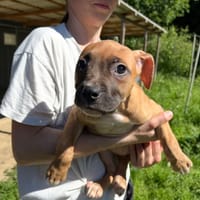 BANANA, chienne à adopter