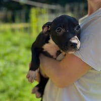 BAYA, chienne à adopter