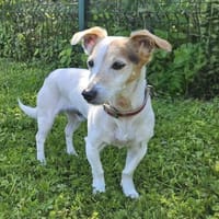 JACKY, chien à adopter