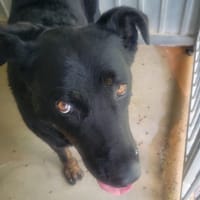 Pasta, chienne à adopter