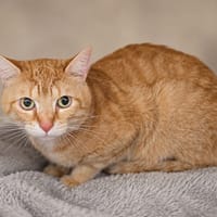 Doowap, chat à adopter