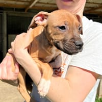 BORA, chienne à adopter