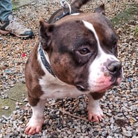 GUCCI QCN, chien à adopter