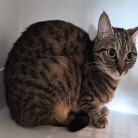 CLARA, chatte à adopter