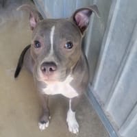 Tartine, chienne à adopter