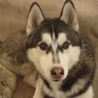 MEIKO, chien à adopter