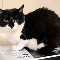 Chipie, chatte à adopter