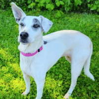 SUSHI, chienne à adopter