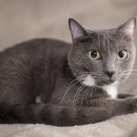 Grisouille, chat à adopter