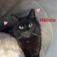 Héliote, chat à adopter